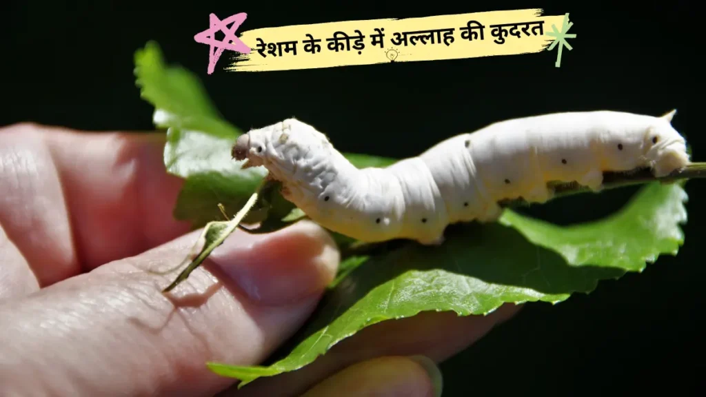 God's power in the silkworm