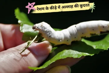 God's power in the silkworm